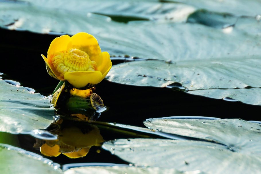 Кубышка желтая (Nuphar lutea)