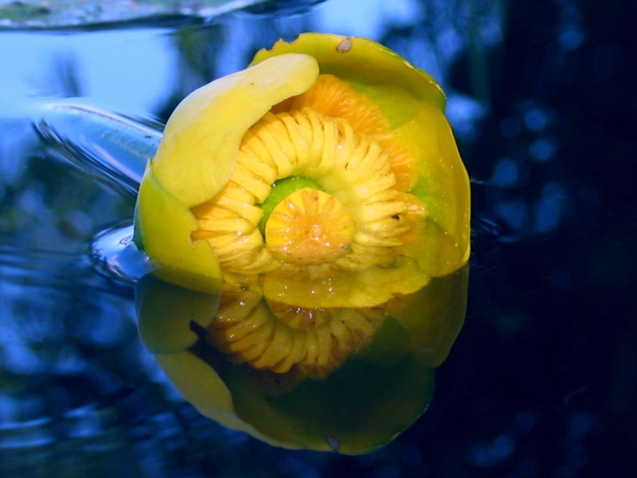 Кубышка желтая (Nuphar lutea)