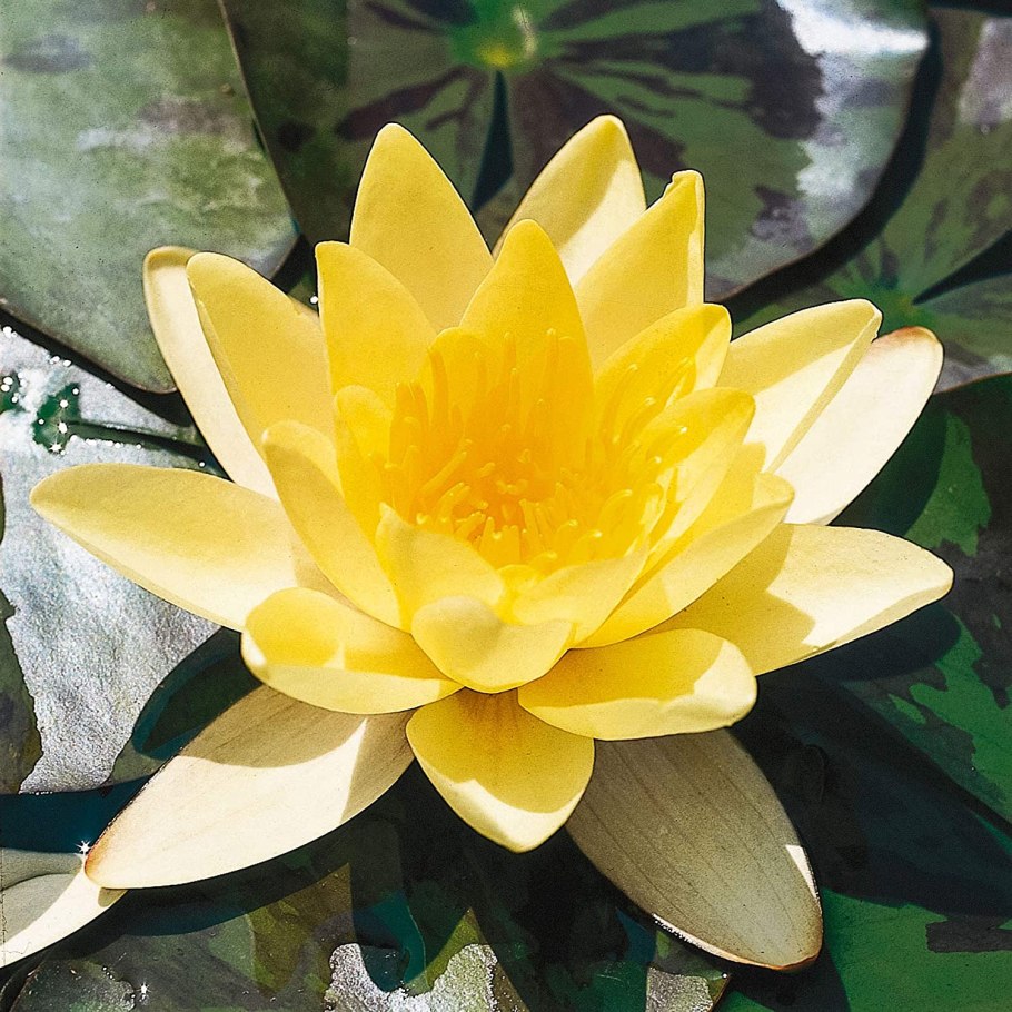 Лилия кубышка