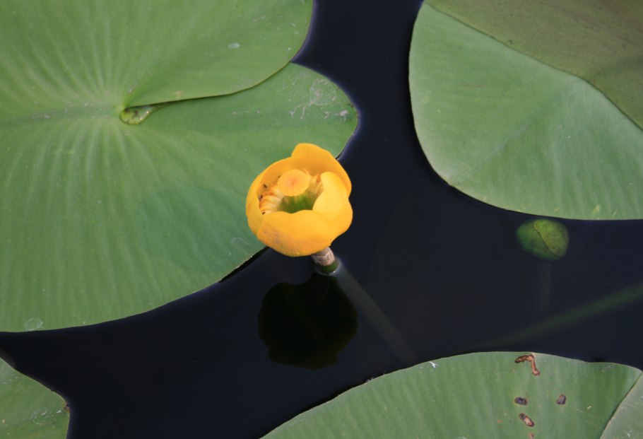 Кувшинка кубышка