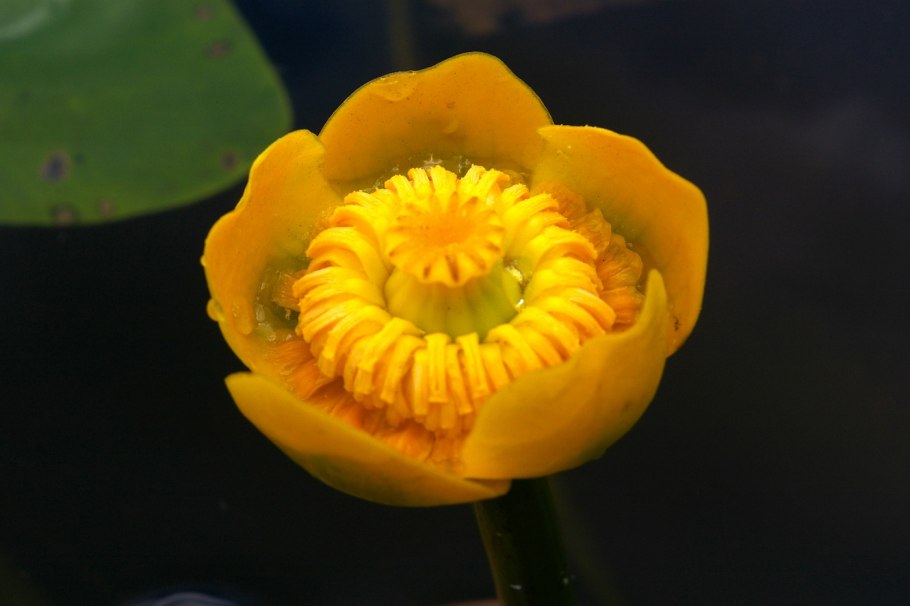 Кубышка желтая водяная Лилия