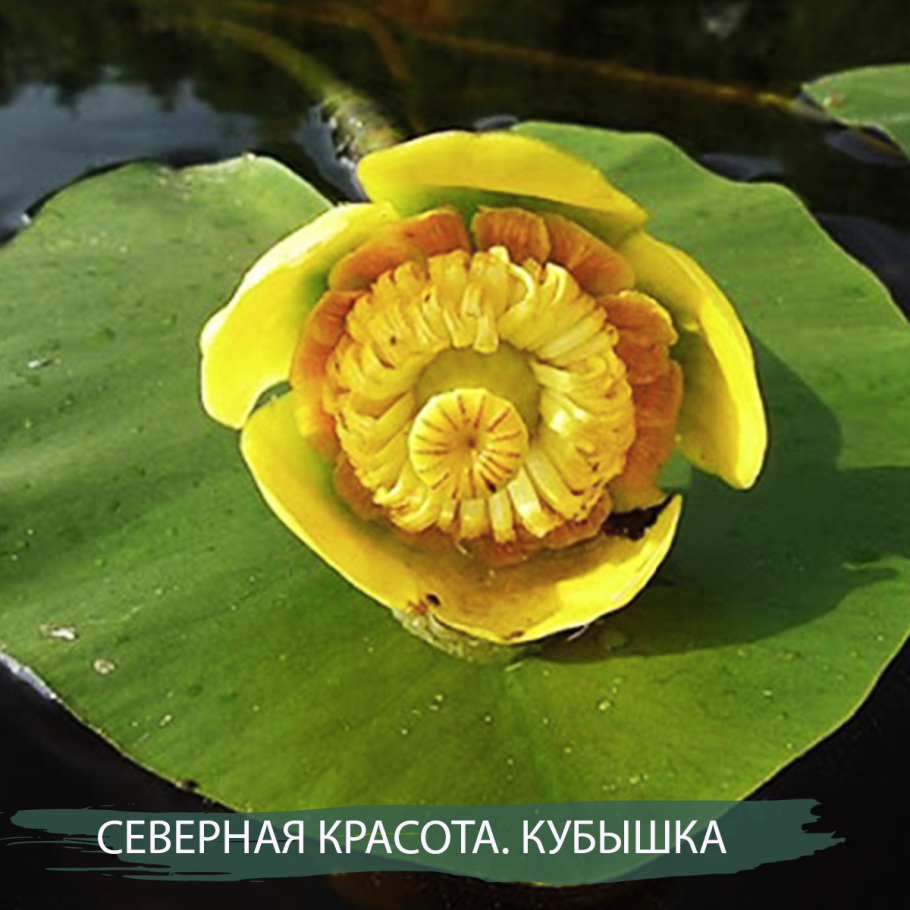 Кубышка Nuphar lutea