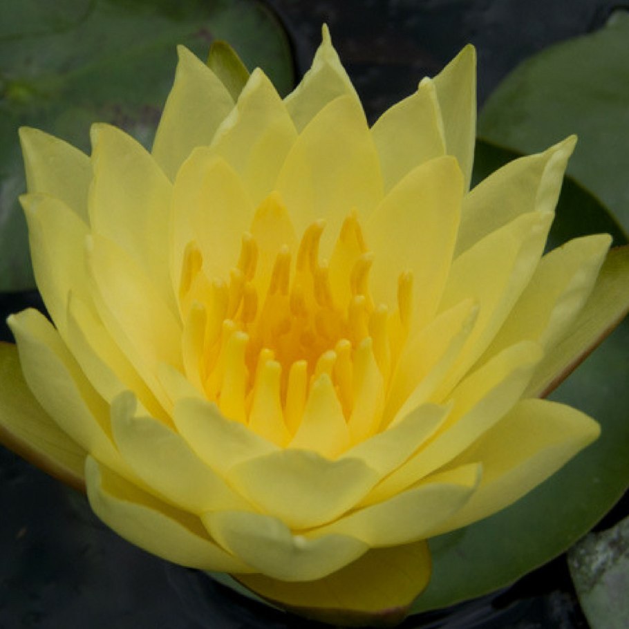 Лотос кувшинка кубышка