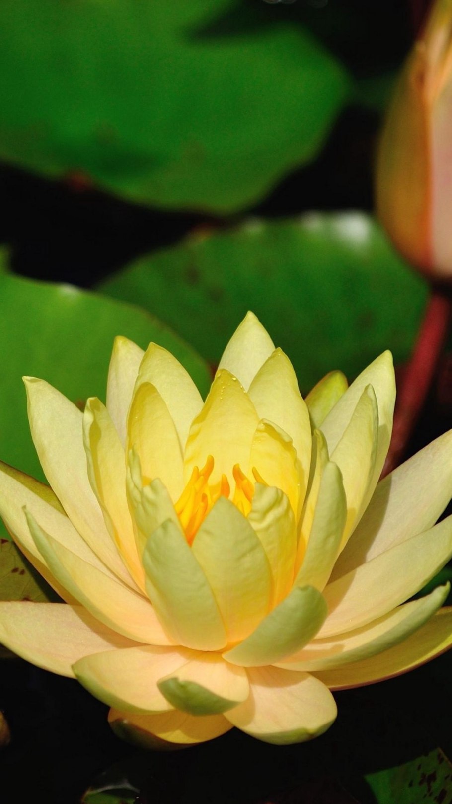 Нимфея yellow sensation