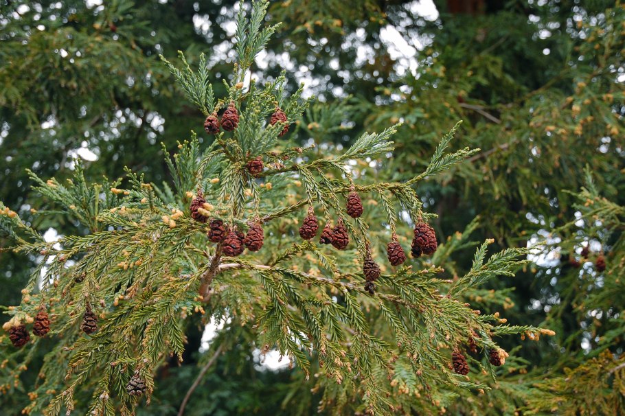 Секвойя (Sequoia sempervirens)