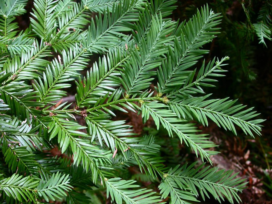 Секвойядендрон гигантский Sequoiadendron giganteum