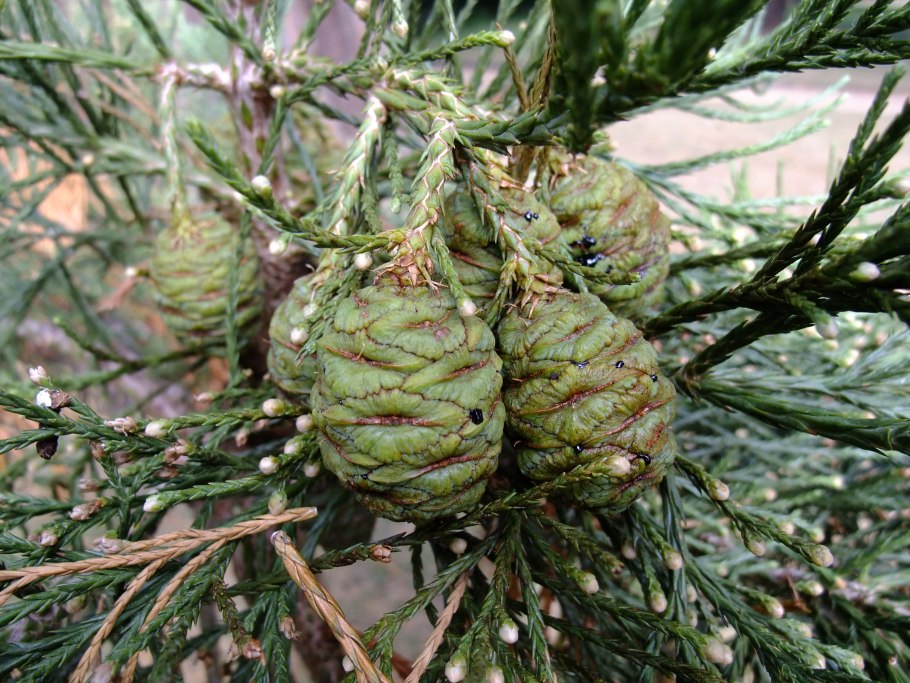 Sequoiadendron giganteum