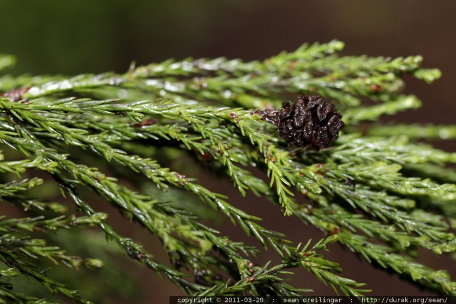 Sequoiadendron giganteum