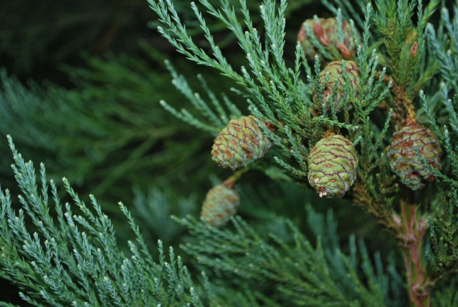 Sequoiadendron giganteum