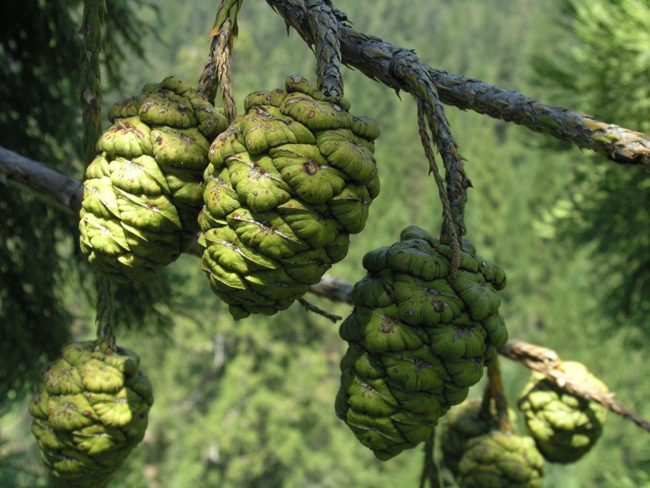 Sequoiadendron giganteum