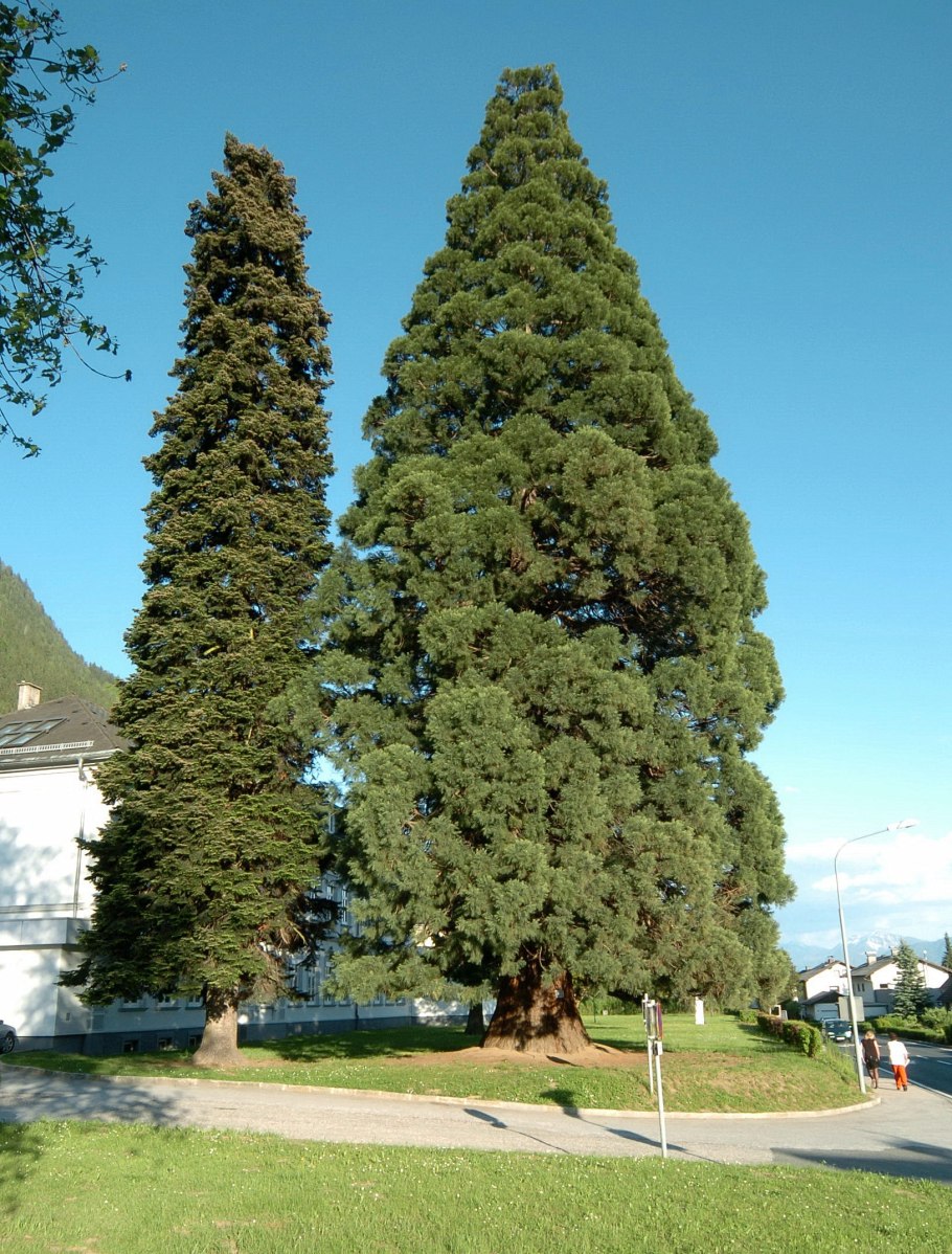 Sequoia sempervirens