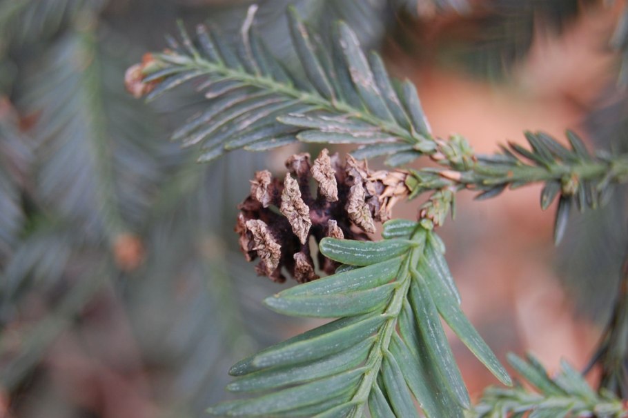 Sequoia sempervirens (Taxodiaceae)