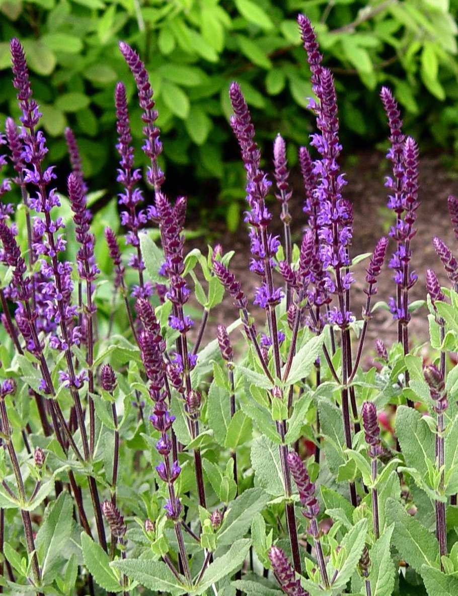 Шалфей Арамис