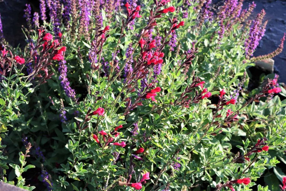 Шалфей Дубравный (Salvia nemorosa)