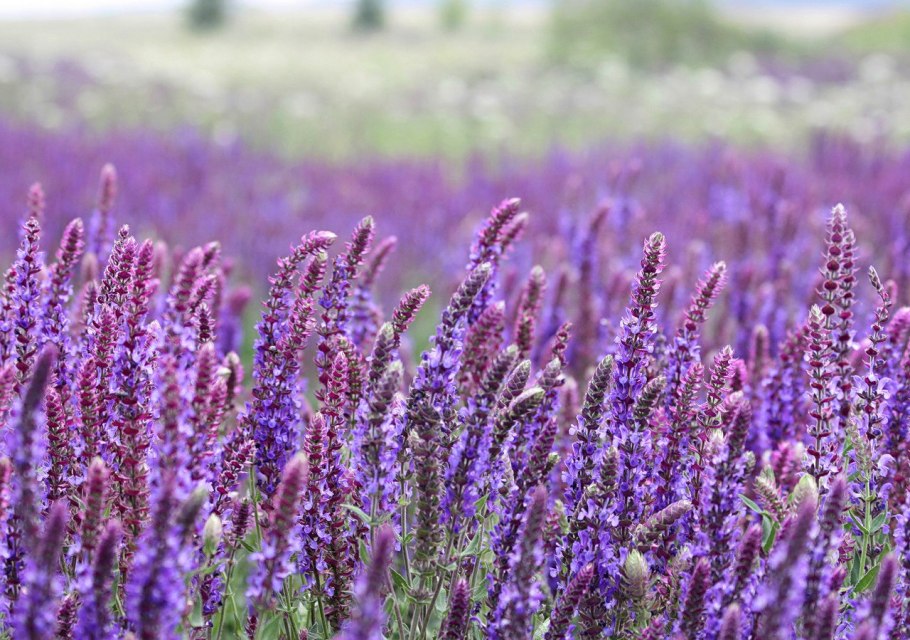 Шалфей желтый лекарственный фото