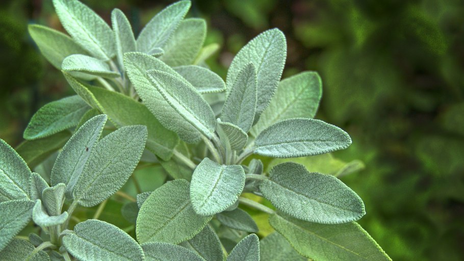 Шалфей СПБ цветник