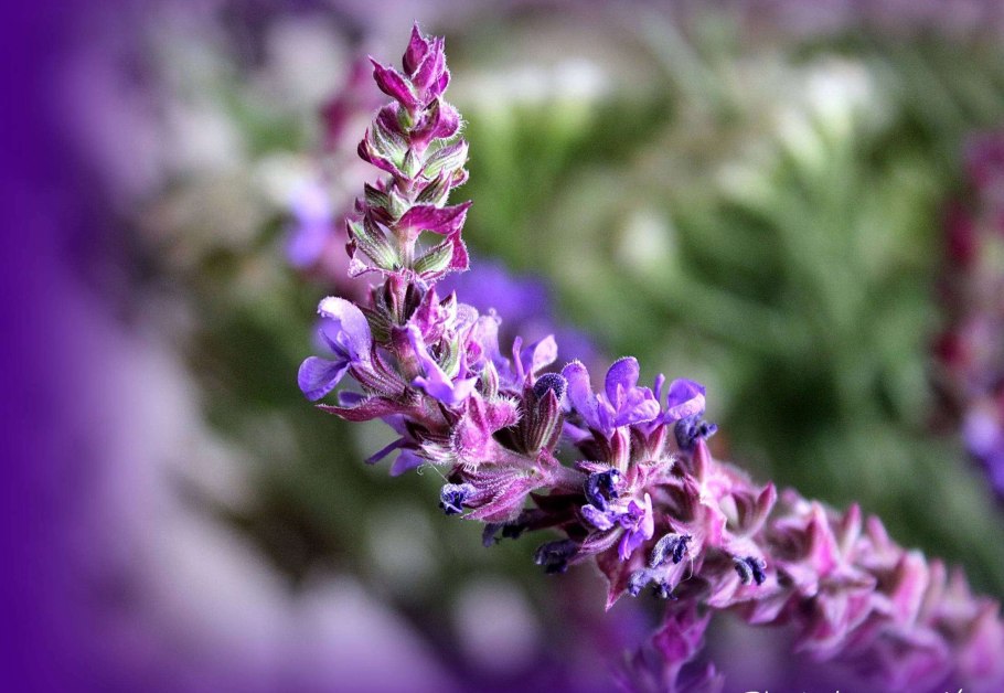 Шалфей оффициналис