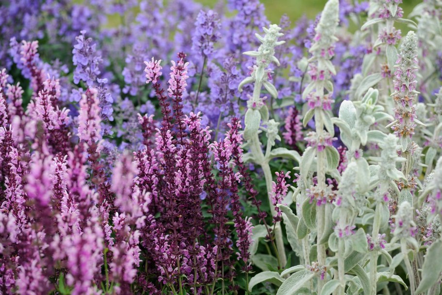Котовник крупноцветковый Nepeta grandiflora