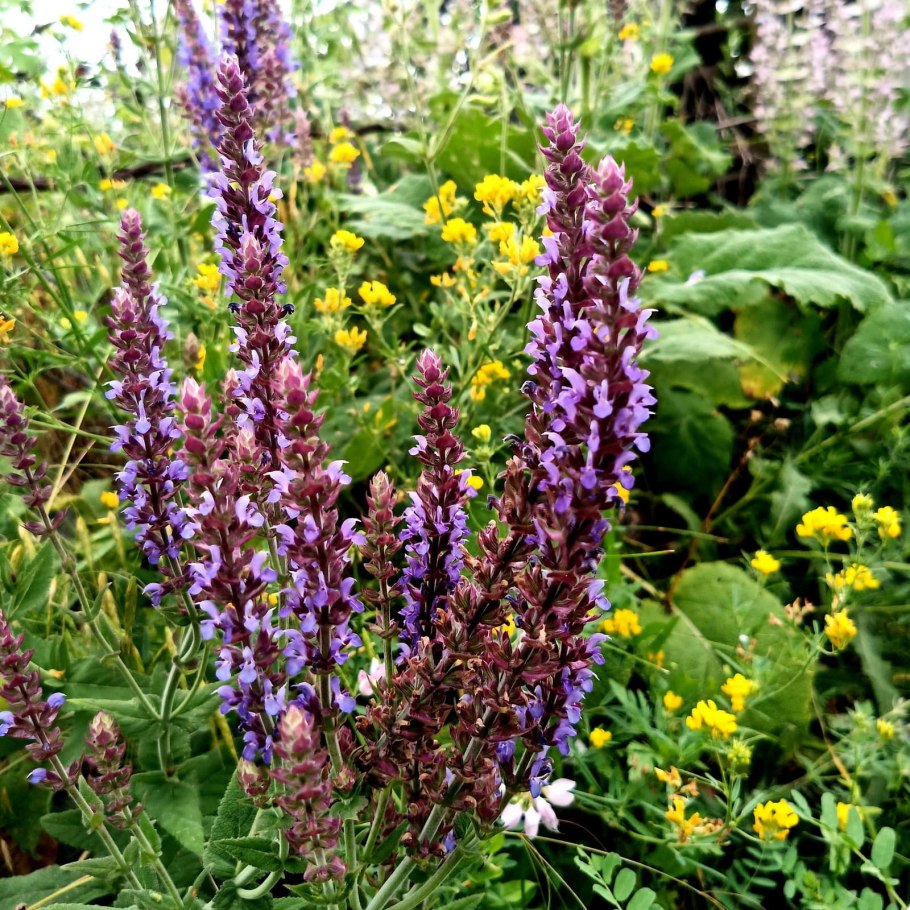 Лекарственные растения шалфей