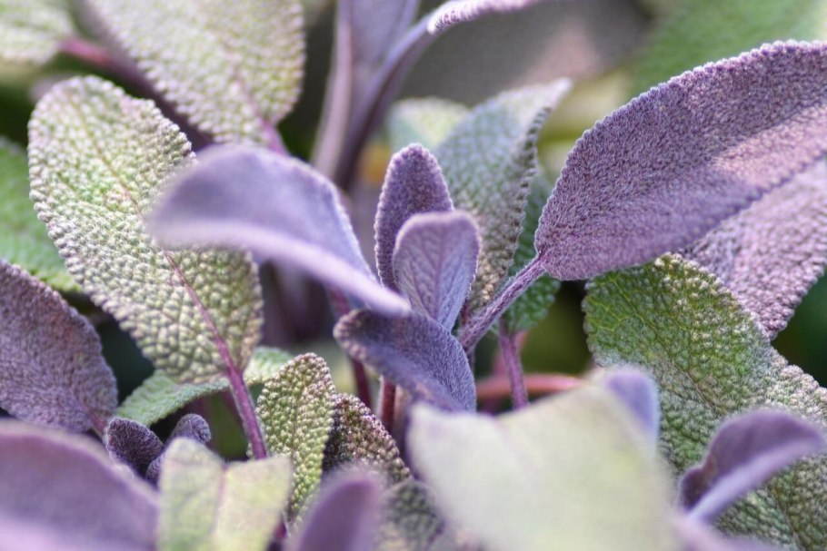 Шалфей оффициналис