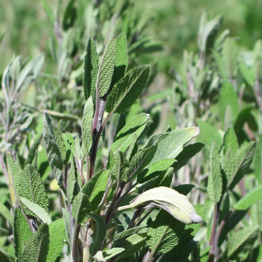 Salvia officinalis PURPURASCENS
