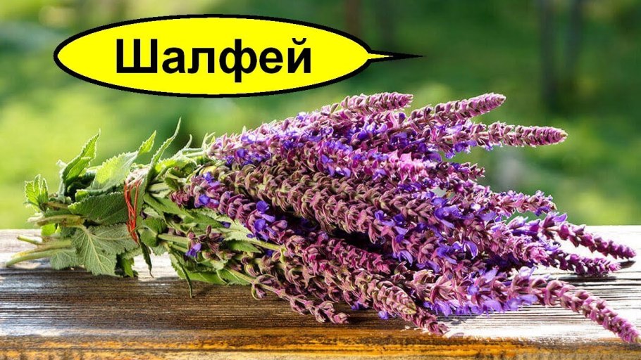 Шалфей трава пучок