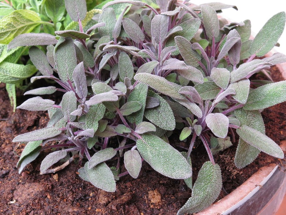 Шалфей лекарственный