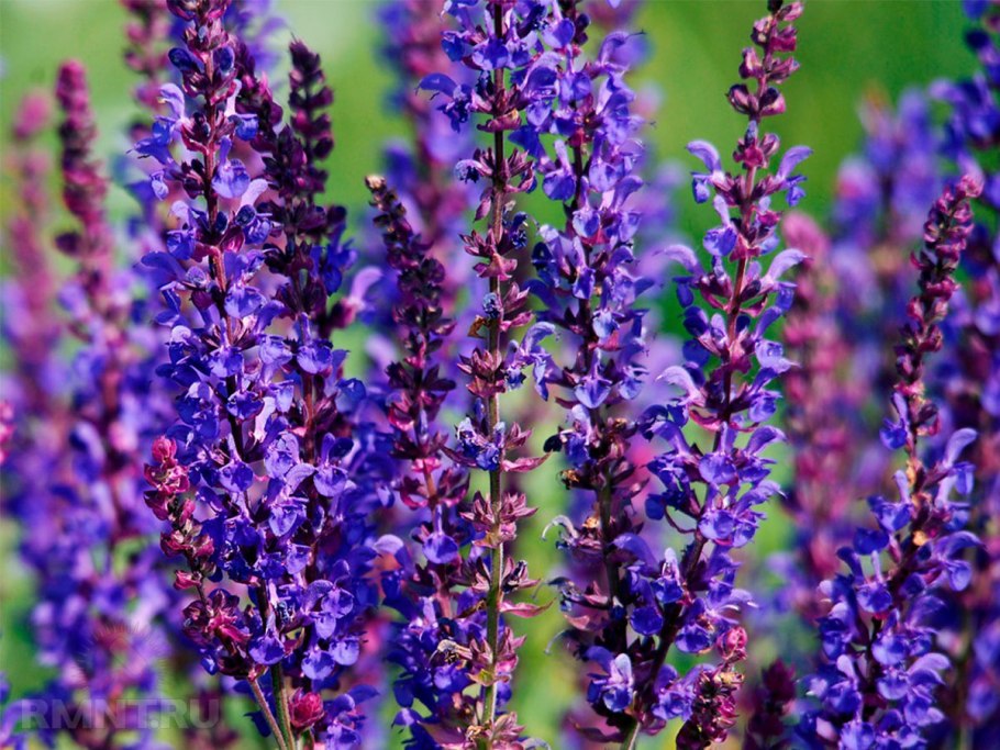 Шалфей Salvia officinalis Tricolor