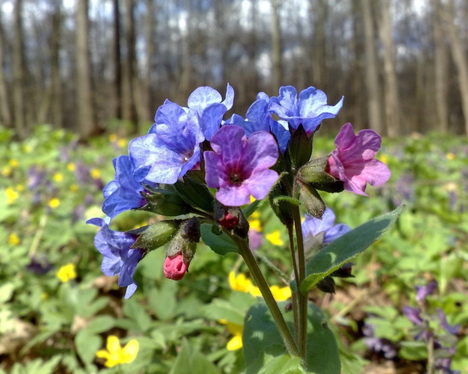 Медуница Лесная цветок