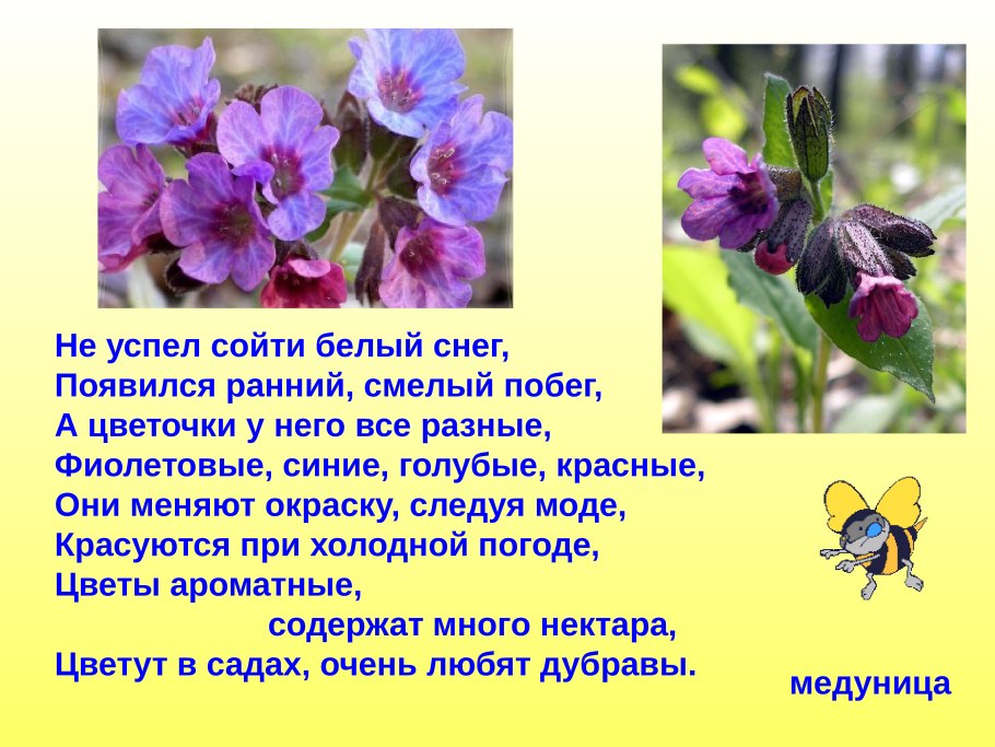 Медуница презентация