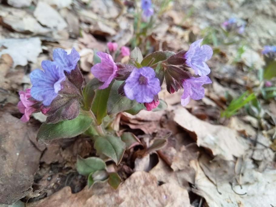 Медуница Луга Медуница