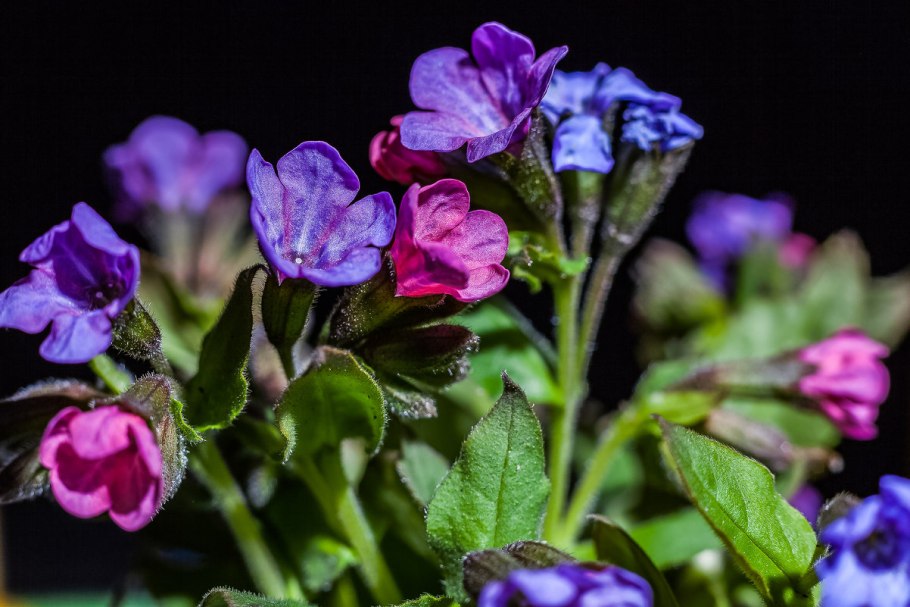 Медуница неясная (Pulmonaria Obscura Dumort
