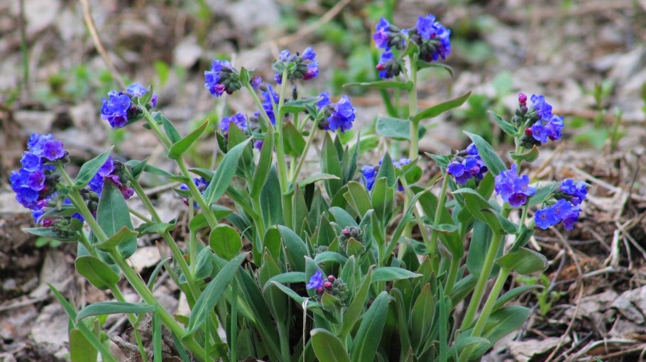 Морковь Сибирская Медуница