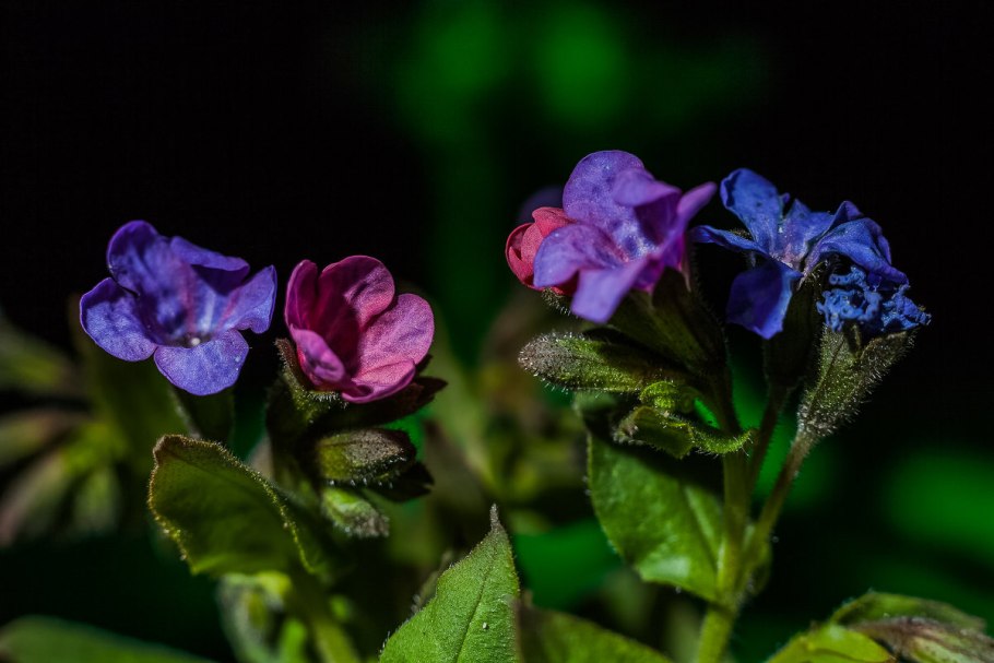 Медуница куст