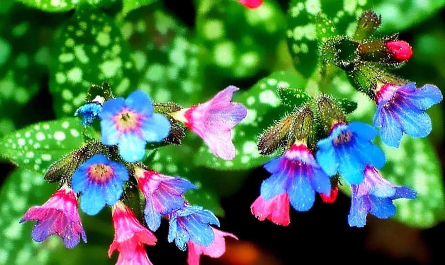 Гидролат медуницы