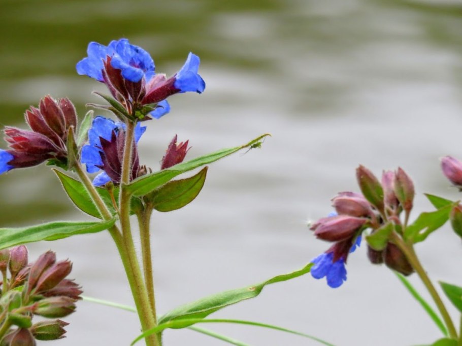 Медуница цветок Луговой