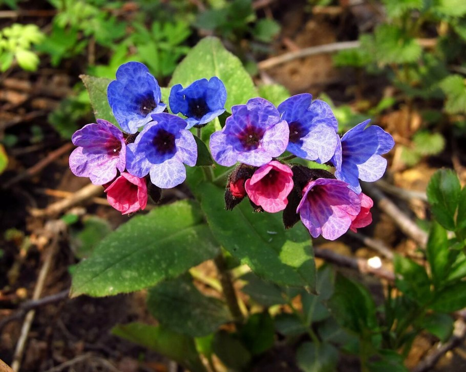 Медуница Лесная цветок