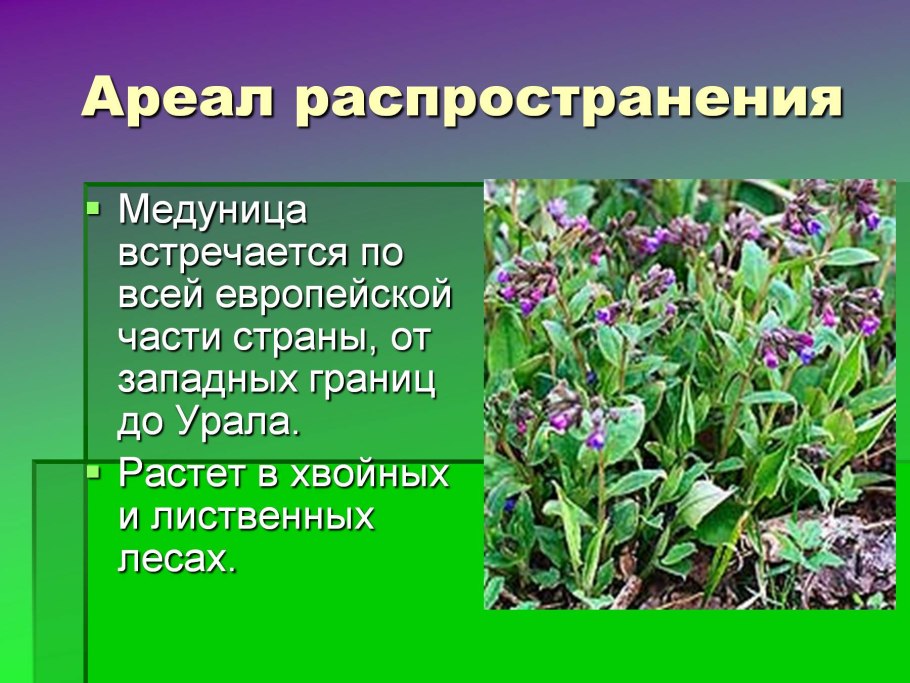 Медуница описание