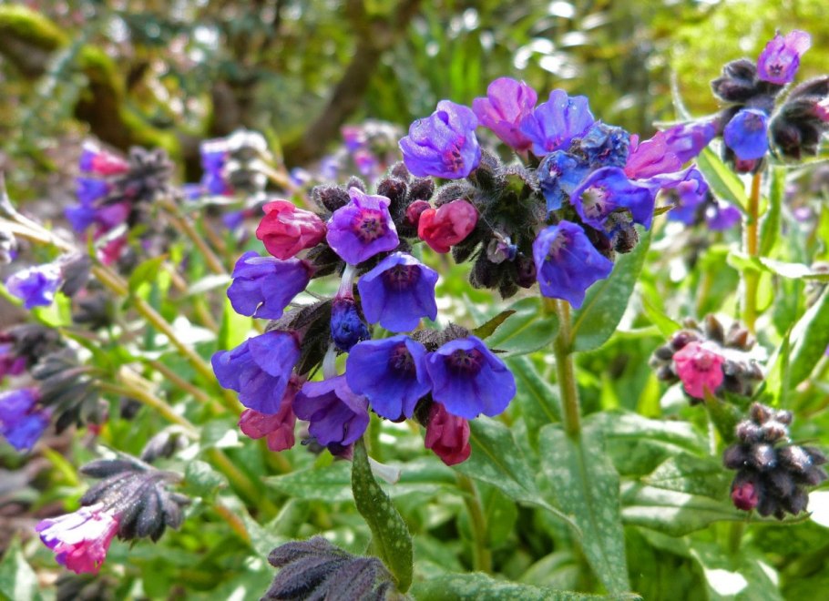 Pulmonaria longifolia Diana Clare