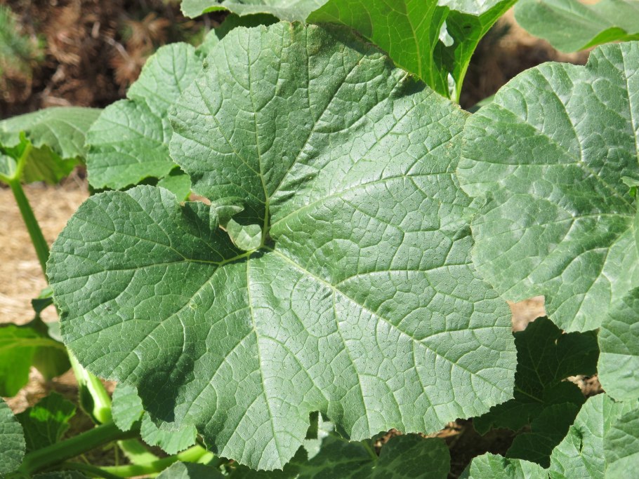 Листья арбуза