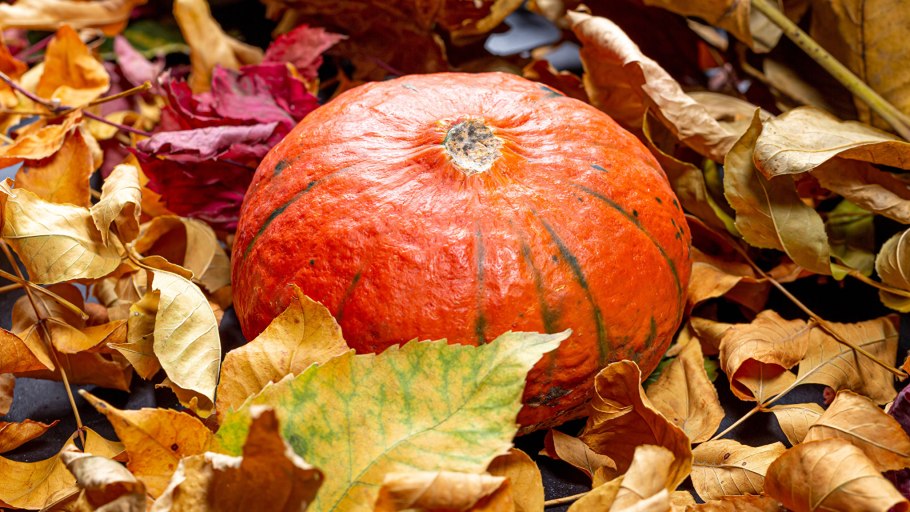 Оранжевое и чёрное тыква