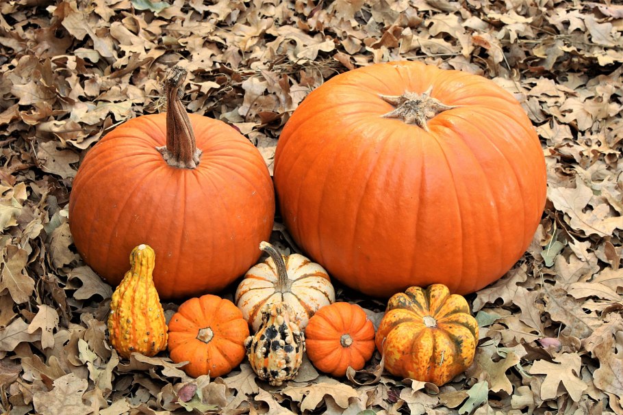 Тыква россиянка с дынным ароматом