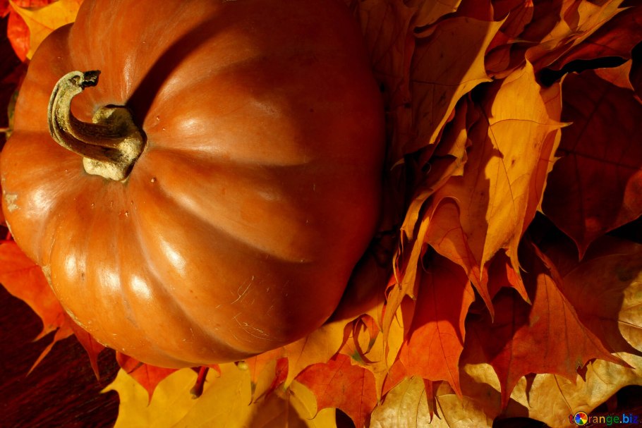 Листья тыквы