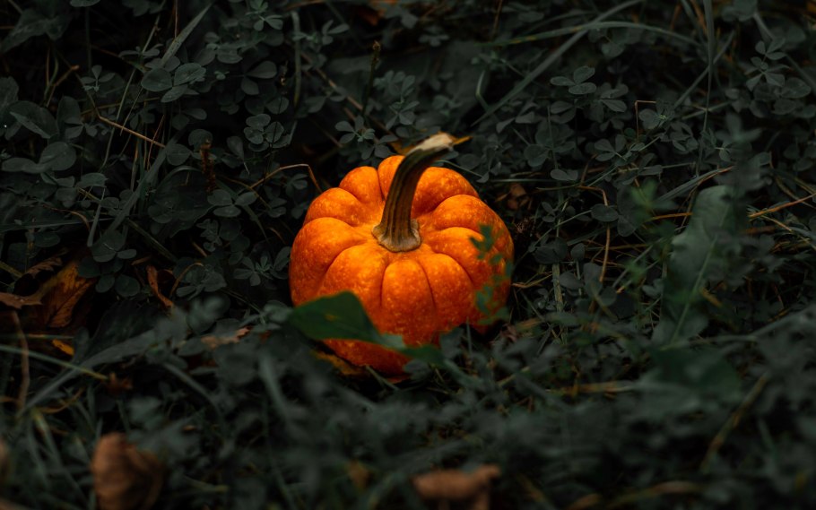 Лист от тыквы