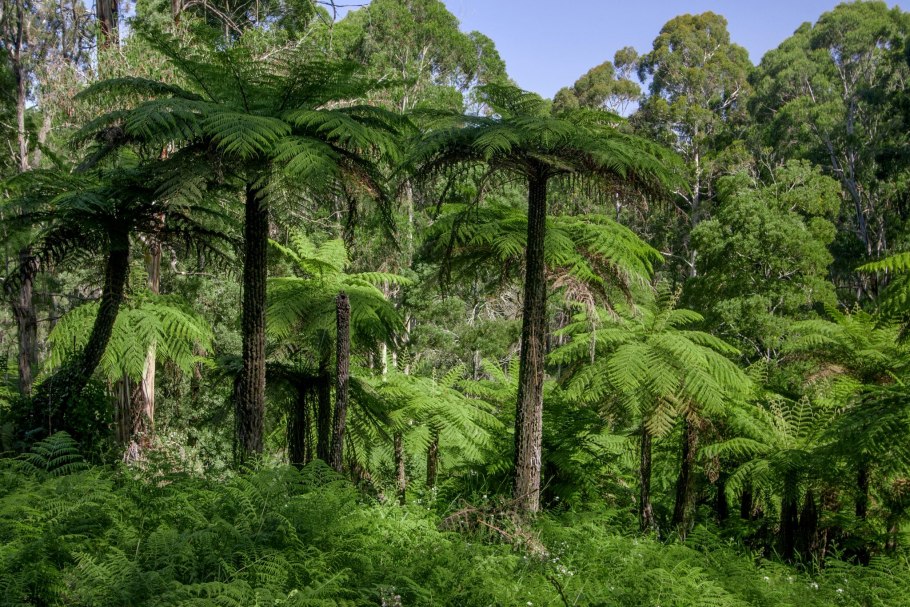 Джунгли Сельва Мексика