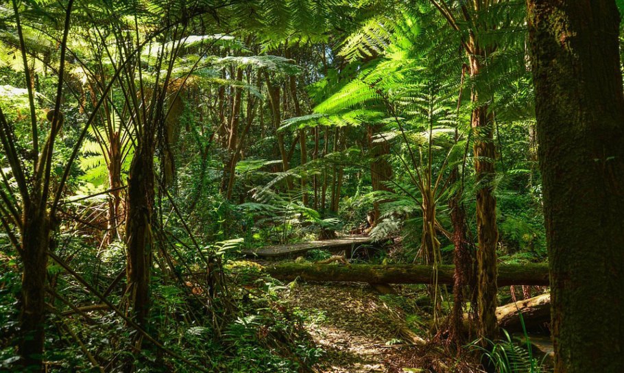 Охота в тропиках