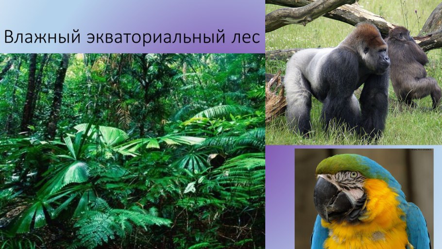 Сельва Южной Америки орхидеи