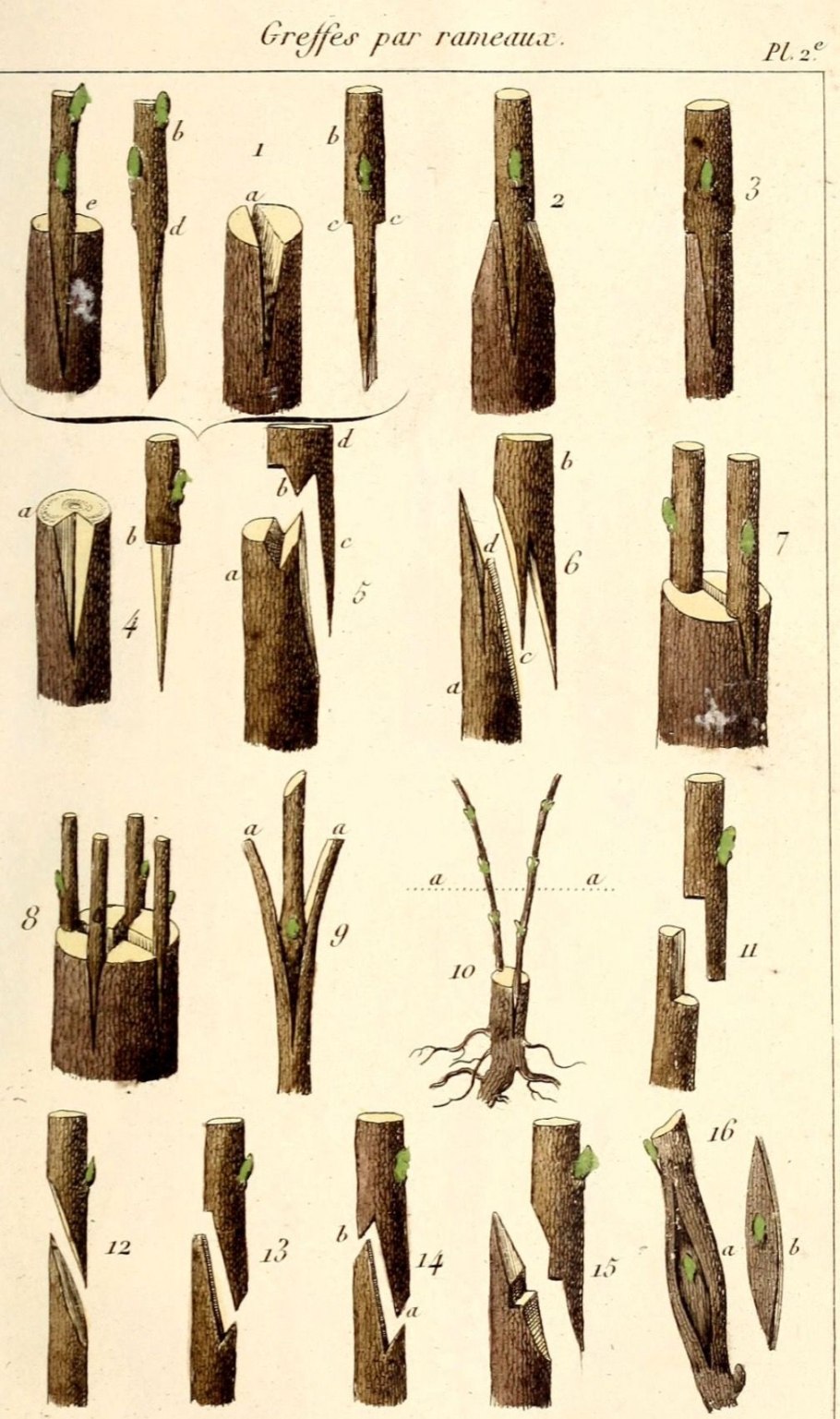 <b>Прививка</b> растений окулировка.