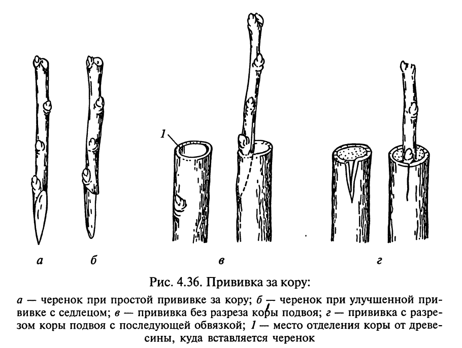 Черенкование книга