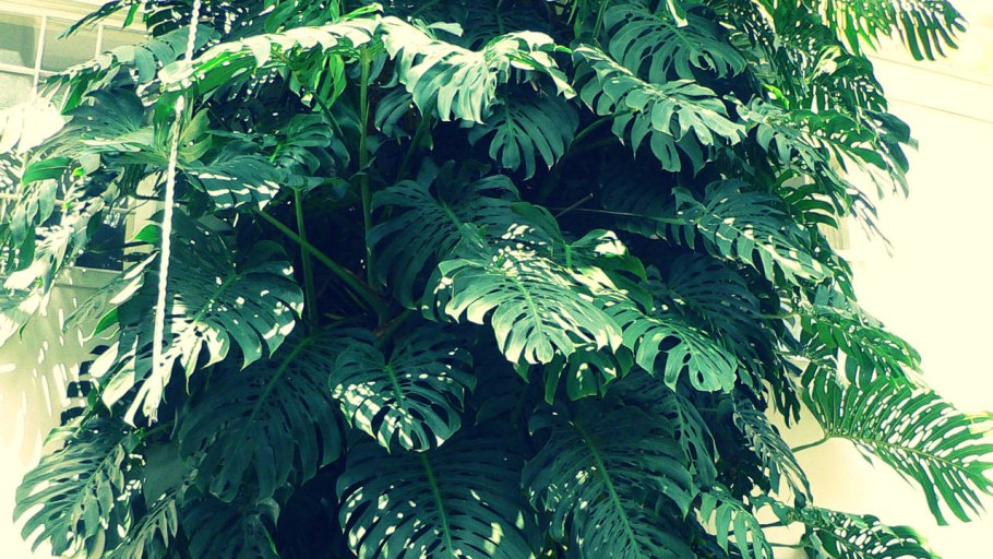 Калатея икеа